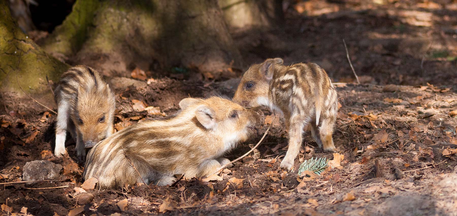 >>Dem Frühling auf der Spur – Familienwanderung im ErlebnisWald Trappenkamp<<