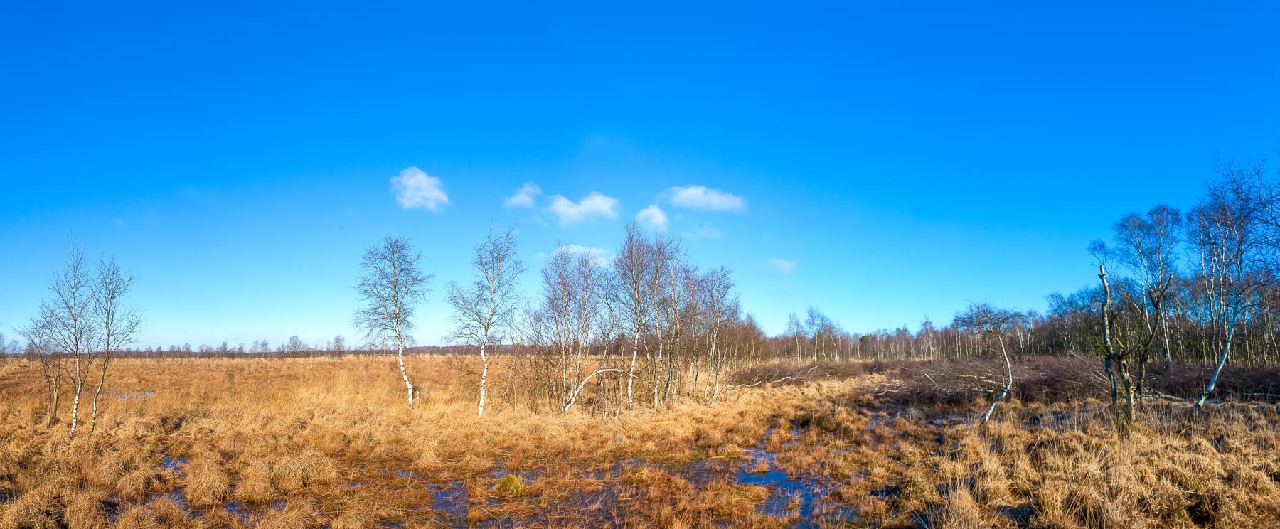 Mehr Lebensraum für Frösche, Kraniche und Torfmoose – das Dosenmoor soll nicht nur erhalten, sondern auch noch weiter entwickelt werden. Mit den Arbeiten zur Renaturierung soll dieses Jahr begonnen werden