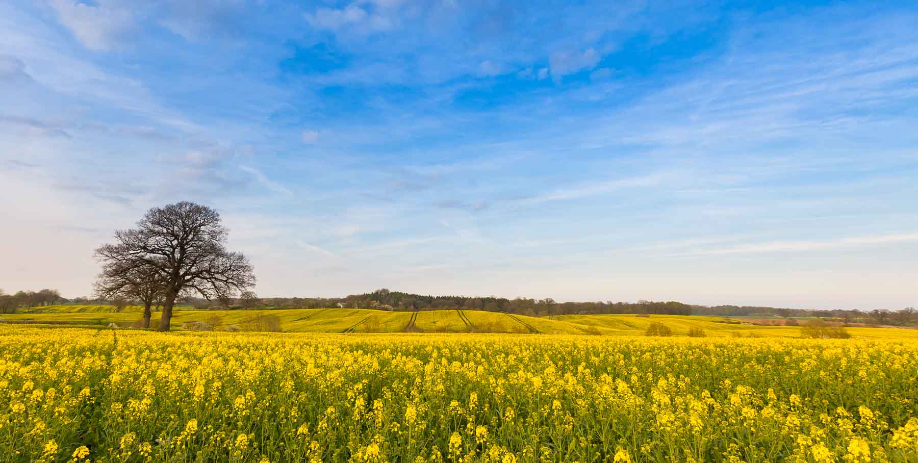 In Schleswig-Holstein färbt der Raps die Felder gelb