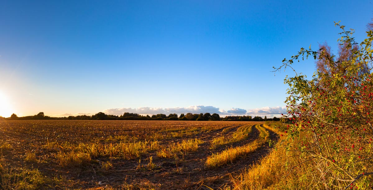 Die Maisernte ist vorbei und auch die Herbstbestellung der Felder geht dem Ende zu. Damit kehrt Ruhe auf den Feldern, Wiesen und Landstraßen ein