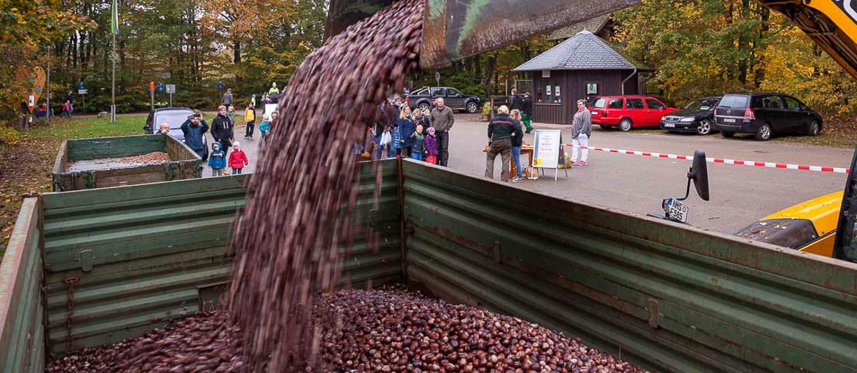 Reichlich Futter für das Wild im Erlebniswald – Besucher hatten massenweise Kastanien und auch Eicheln gesammelt