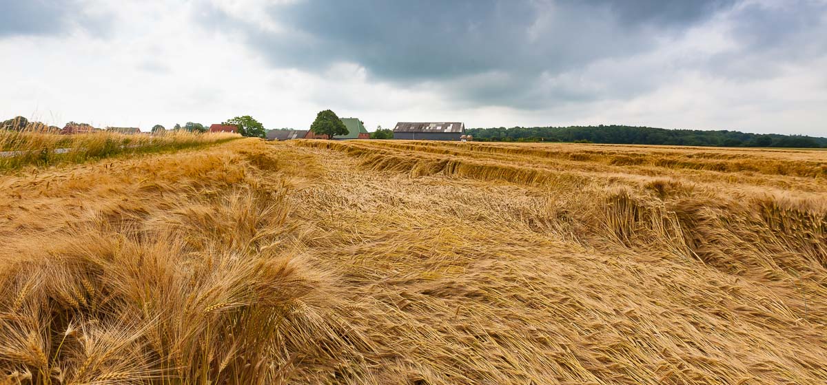 Bei der traditionellen Erntebereisung in Rendswühren im Kreis Plön bleiben die Ernteerwartungen trotz positiver Grundstimmung eher verhalten