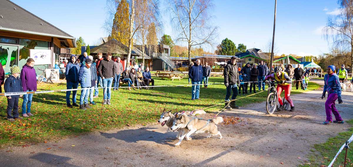 Zughunde- und Schlittenhundefreunde erlebten ein stürmisches Auftaktwochenende zur Rennsaison im Erlebniswald Trappenkamp. Nach einer stürmischen Nacht entschädigte am Sonntag ein goldener Herbstsonntag für eine unruhige Nacht.