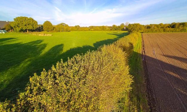 Schleswig-Holsteins schönste Knicks sind gefunden. Drei Knicks aus ganz Schleswig-Holstein haben es aufs Siegertreppchen geschafft, darunter ein Knick von Heiner Staggen aus Schipphorst im Kreis Plön