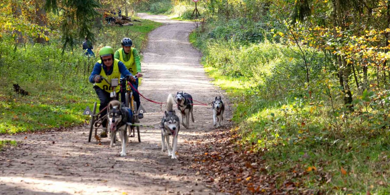 Im Erlebniswald Trappenkamp versammelten sich Schlittenhundehalter und Teilnehmer freier Rennklassen mit rund 300 Hunden zu einem spannenden Rennwochenende.
