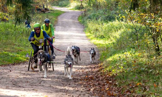 Im Erlebniswald Trappenkamp versammelten sich Schlittenhundehalter und Teilnehmer freier Rennklassen mit rund 300 Hunden zu einem spannenden Rennwochenende.