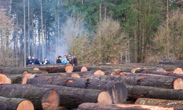 Das 48. Holzschaufenster des Nordens ist geschlossen. 3.600 Festmeter Wertholz wurden verkauft.