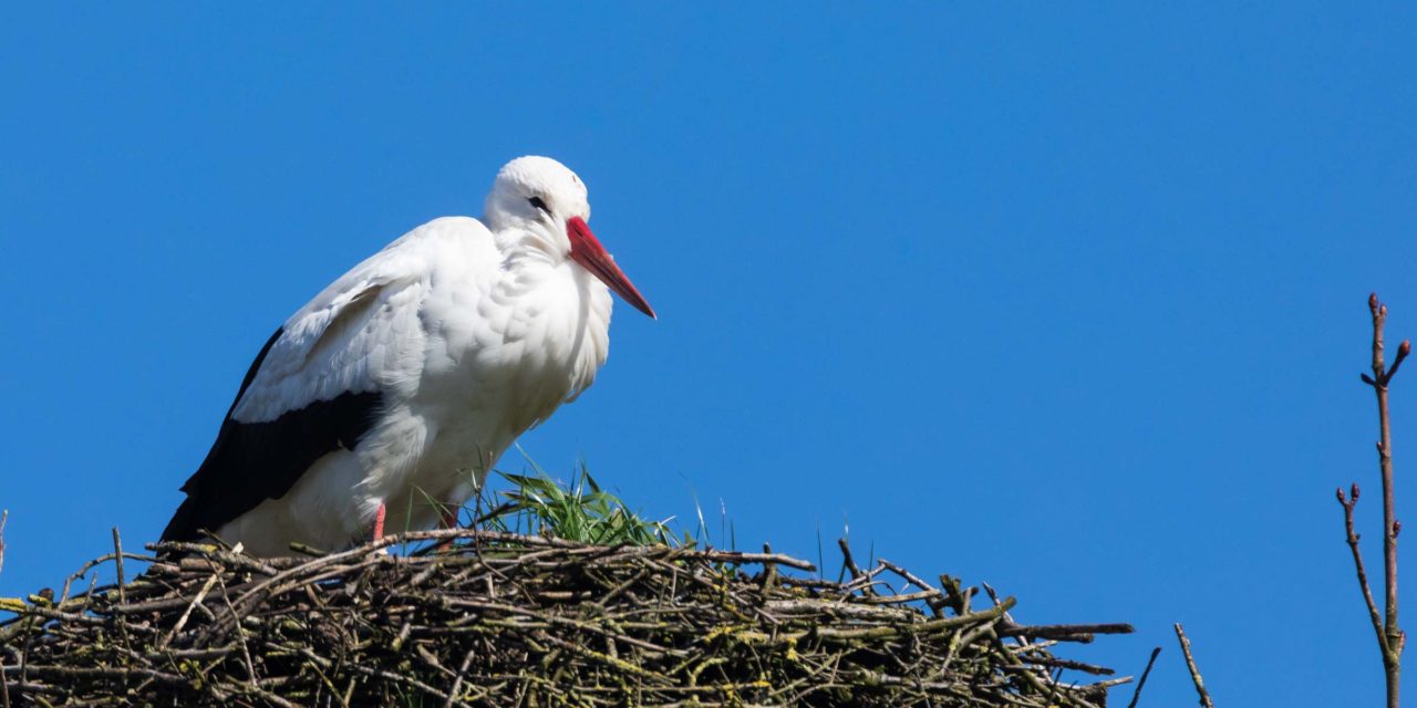 Die ersten Störche sind zurück. In Großharrie sind die Anwohner gespannt, ob es dieses Jahr wieder ein Brutpaar gibt.