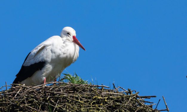 Die ersten Störche sind zurück. In Großharrie sind die Anwohner gespannt, ob es dieses Jahr wieder ein Brutpaar gibt.