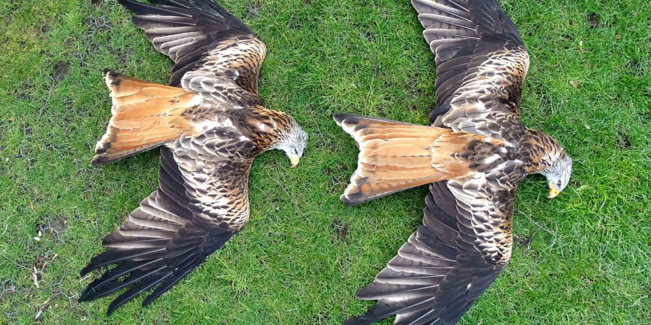 Wer macht Jagd auf Schleswig-Holsteins Rotmilane und Seeadler? Allein im Raum Neumünster wurden 11 tote Rotmilane gemeldet.