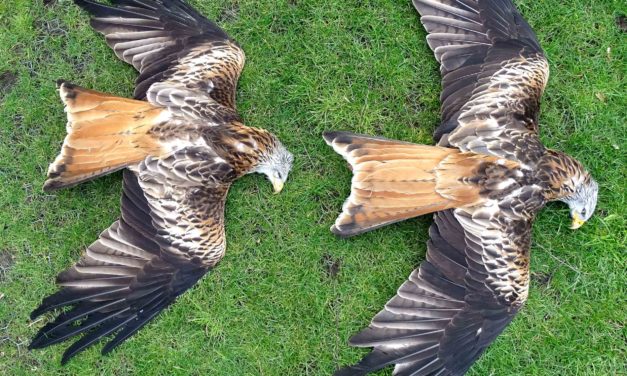 Wer macht Jagd auf Schleswig-Holsteins Rotmilane und Seeadler? Allein im Raum Neumünster wurden 11 tote Rotmilane gemeldet.