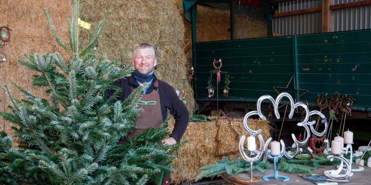 Die Nordmanntanne bleibt die Favoritin unter den Weihnachtsbäumen