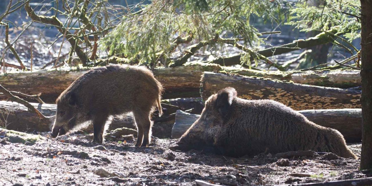 Freitag öffnen sich die Tore im Erlebniswald Trappenkamp