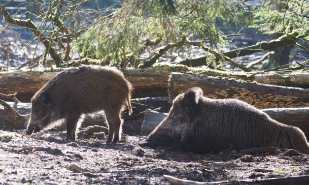 Freitag öffnen sich die Tore im Erlebniswald Trappenkamp