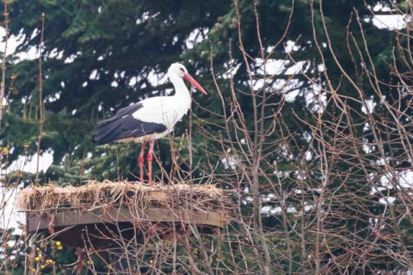 Zunächst hat ein Storch begonnen, das Nest auf Hof Röpke herzurichten und einige Nächte auf dem Nest verbracht.