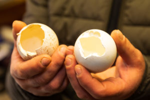 Kleine braune Sprenkel zeigt das Steinadlerei (links). Das Weißkopfseeadlerei ist reinweiß. 