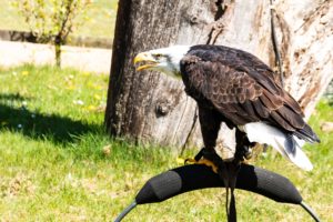 Weißkopfseeadler Yukon ist ein "alter Hase" in der Falknerei Damm. Bis dahin haben die Jungadler einen langen Weg.