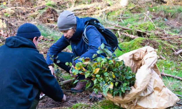 Klimastabile Bäume für mehr Zukunftswald