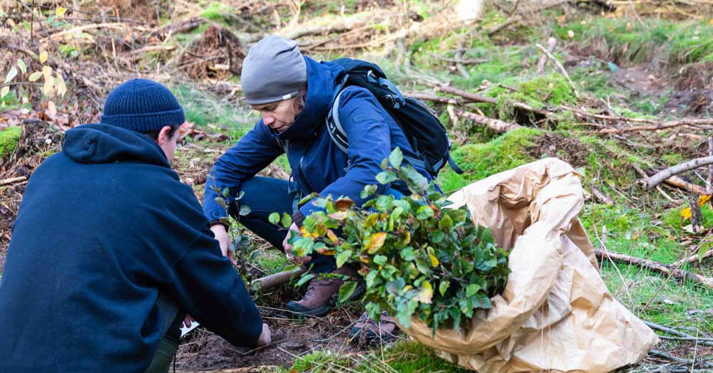 Klimastabile Bäume für mehr Zukunftswald