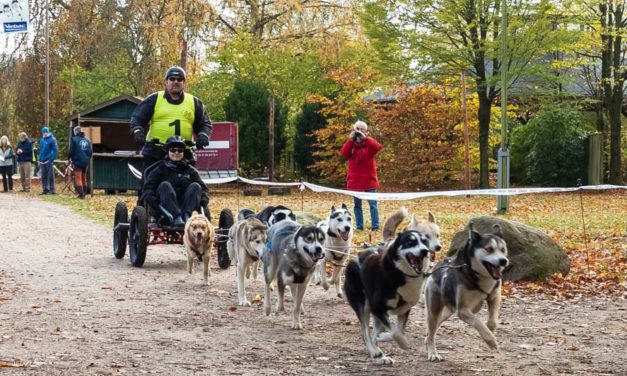 Von Mushern, Huskyträumen und herbstlichen Renntagen