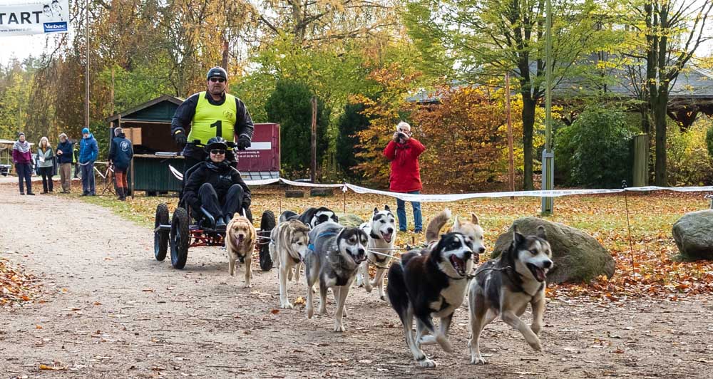 Von Mushern, Huskyträumen und herbstlichen Renntagen