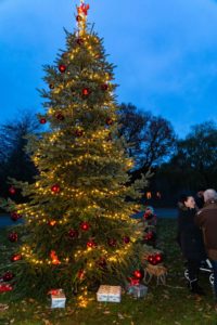 Auch dieses Jahr stammt der prächtige Weihnachtsbaum auf dem Großharrieer Dorfplatz aus dem Garten von Knuth und Katinka Ehmcke. 