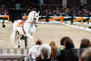 Lipizzaner hautnah. Fast zum Greifen nah konnten die Zuschauer in den Holstenhallen in einzigartiger Atmosphähre die weißen hengste aus Wien erleben.