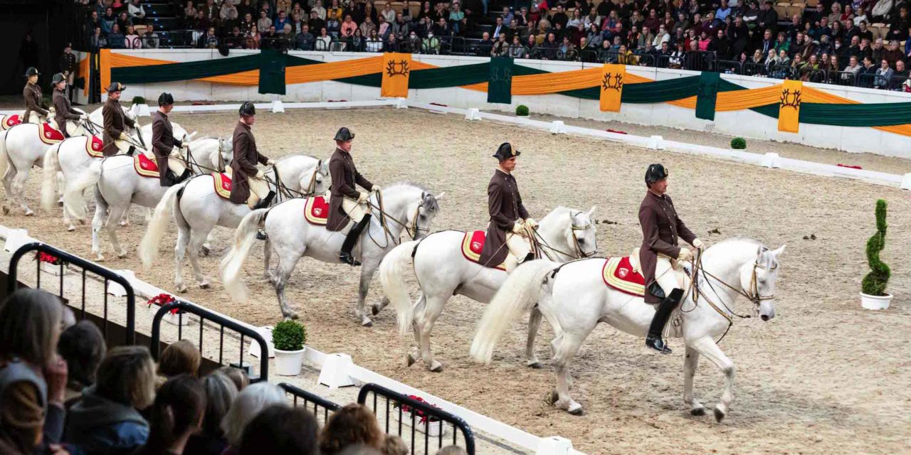 Zauber in Weiß – in Neumünster luden anlässlich des 60. Hengstmarktes des Trakehner Verbandes die Lipizzaner der Spanischen Hofreitschule zu Wien ihr Publikum auf eine Reise in die Welt der „Hohen Schule“ ein