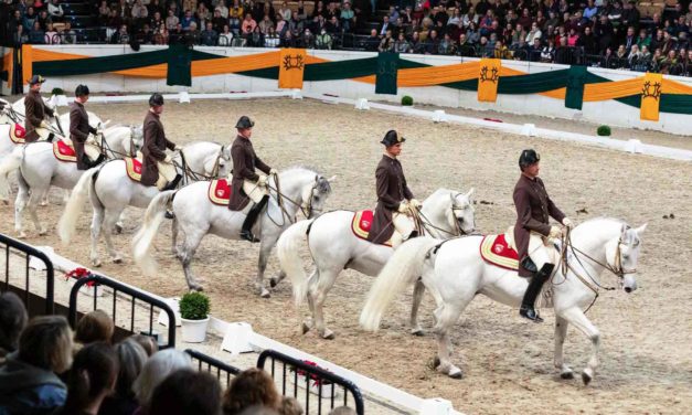 Zauber in Weiß – in Neumünster luden anlässlich des 60. Hengstmarktes des Trakehner Verbandes die Lipizzaner der Spanischen Hofreitschule zu Wien ihr Publikum auf eine Reise in die Welt der „Hohen Schule“ ein