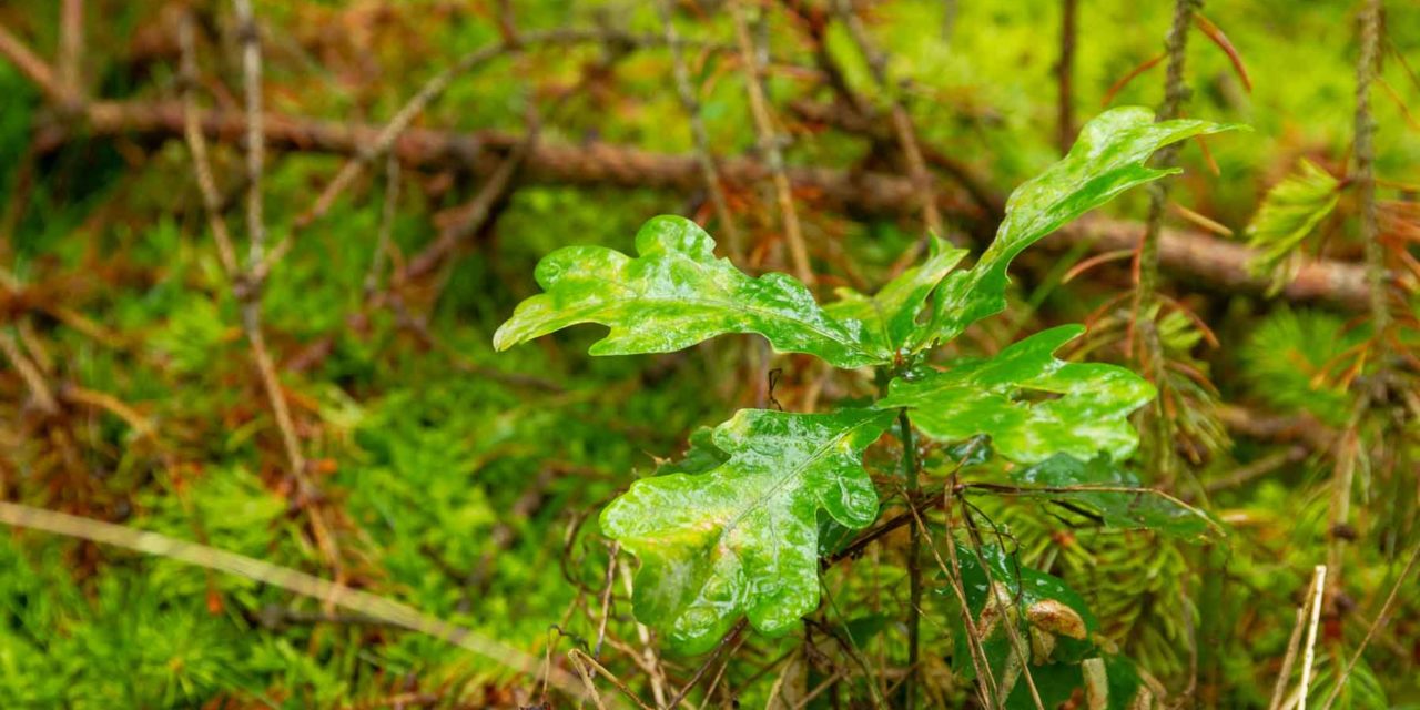 Pflanzen für die Wälder von morgen