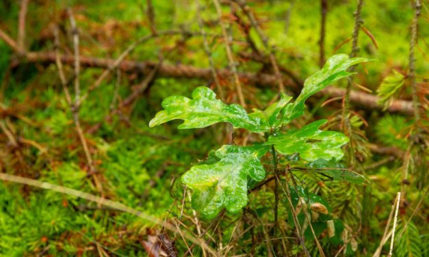 Pflanzen für die Wälder von morgen