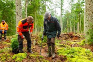 Und jetzt noch ganz vorsichtig festtreten, damit die noch jungen Wurzeln nicht beschädigt werden, erklärte Forsttrainee Ferdinand Führer (links) Schleswig-Holsteins Landwirtschaftsminister Werner Schwarz, der reges Interesse am Umbau der Wälder zeigte. 